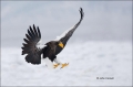 Stellers-Sea-Eagle;Stellers-Sea-Eagle;Eagle;Sea-Eagle;Haliaeetus-pelagicus;Japan